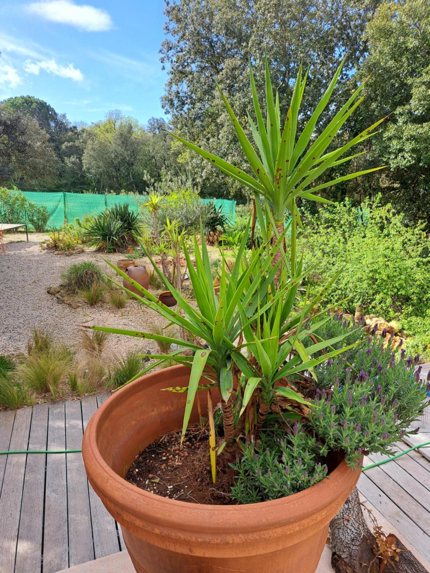 Le Calme De La Garrigue Bed & Breakfast Russan ภายนอก รูปภาพ
